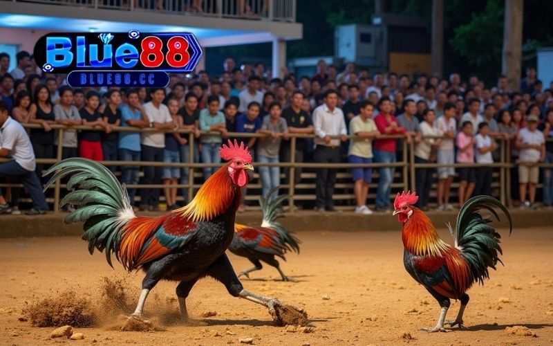 Đá gà Thomo hôm nay: Những trận đấu gà kịch tính, hấp dẫn 4 đá gà thomo hôm nay