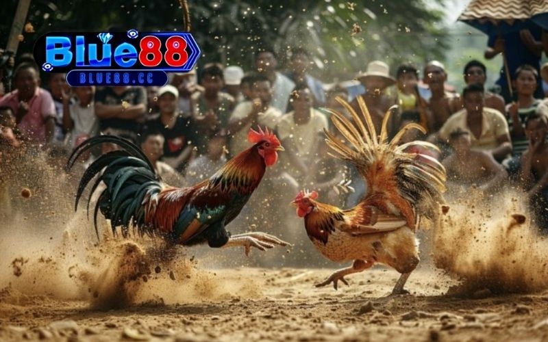 Đá gà Thomo hôm nay: Những trận đấu gà kịch tính, hấp dẫn 3 đá gà thomo hôm nay