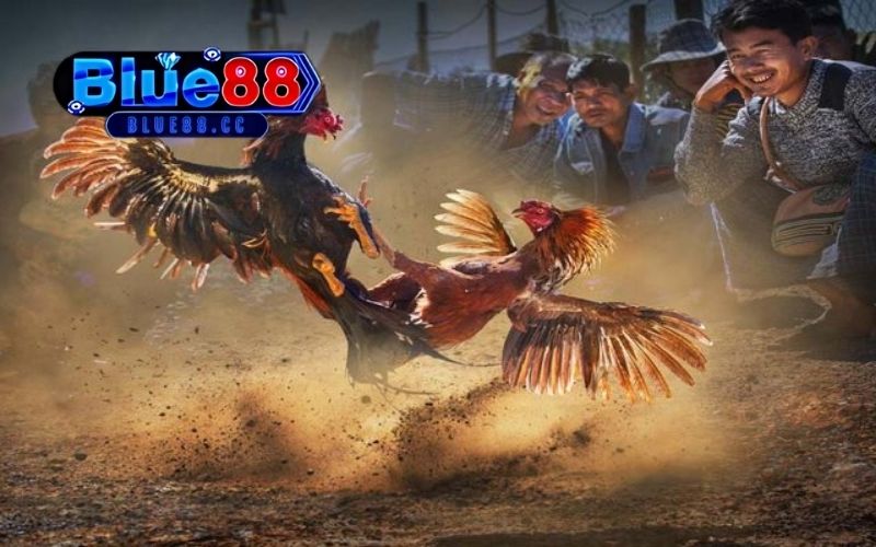 Đá gà Thomo hôm nay: Những trận đấu gà kịch tính, hấp dẫn 2 đá gà thomo hôm nay